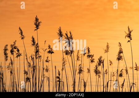 Rispen von Schilf (Phragmites australis / Phragmites communis) Im Reedbed / Schilfbett silhouetted gegen Sonnenuntergang im Frühjahr Stockfoto