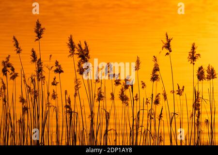 Rispen von Schilf (Phragmites australis / Phragmites communis) Im Reedbed / Schilfbett silhouetted gegen Sonnenuntergang im Frühjahr Stockfoto