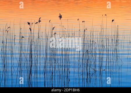 Abstraktes Muster des Schilfs (Phragmites australis / Phragmites communis) Silhouetten spiegeln sich im Wasser des Sees bei Sonnenuntergang im Frühling Stockfoto