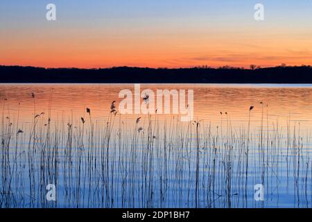 Abstraktes Muster des Schilfs (Phragmites australis / Phragmites communis) Silhouetten spiegeln sich im Wasser des Sees bei Sonnenuntergang im Frühling Stockfoto