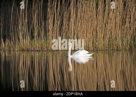 Stummer Schwan (Cygnus olor) Schwimmen im Frühling am Schilfbett / am Schilfbett im See Stockfoto