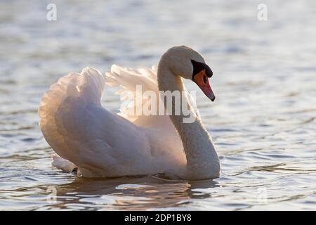 Territorialer stummer Schwan (Cygnus olor) dominantes Männchen zeigt aggressive Haltung mit halb erhobenen Flügeln, genannt busking, beim Schwimmen im See im Frühjahr Stockfoto