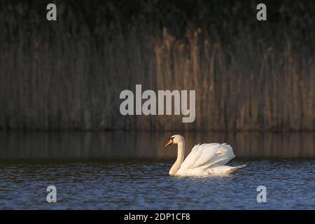 Territorialer stummer Schwan (Cygnus olor) dominantes Männchen zeigt aggressive Haltung mit halb erhobenen Flügeln, genannt busking, beim Schwimmen im See im Frühjahr Stockfoto