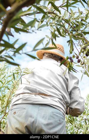 Bauer trägt Arbeitskleidung zwischen Bäumen, die an sonnigen Tagen Oliven pflücken. Stockfoto