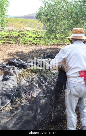 Olive harvest: worker in the field using a net to collect the olives during a sunny day. Stock Photo