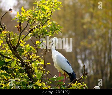 Ranganathittu Bird Sanctuary, Karnataka, Indien: Asiatische openbill oder asiatischen openbill Storch (Anastomus oscitans) ruht auf Baum auf kaveri Flussufer Stockfoto