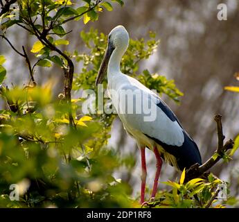 Ranganathittu Bird Sanctuary, Karnataka, Indien: Asiatische openbill oder asiatischen openbill Storch (Anastomus oscitans) ruht auf Baum auf kaveri Flussufer Stockfoto