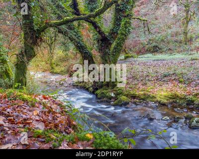Herbstbach im Skaigh Valley, Belstone, am Rande des Dartmoor National Park, England. Stockfoto