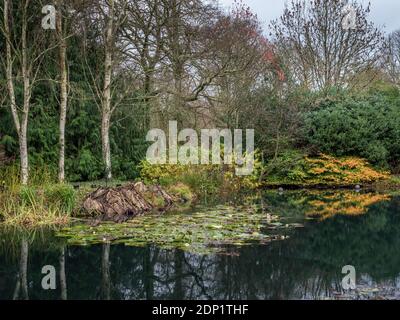 GREAT TORRINGTON, NORTH DEVON - 21 NOVEMBER, 2020: Der See im RHS Garten, Rosemoor. Stockfoto