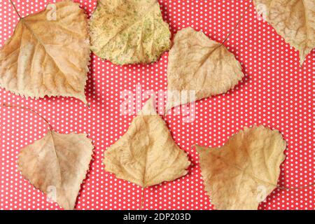 Gelb gefallene Blätter auf einer roten Tischdecke mit Tupfen. Herbst. Draufsicht Stockfoto