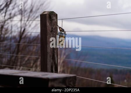 Ein Vogelkäfer, der von einem Vogelfutterhäuschen auf einem isst Holzterrasse, umgeben von Bäumen und Bergen Stockfoto