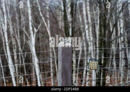 Ein Vogel mit einem Nuthatch thront auf einem Holzpfosten daneben Ein Vogelfutterhäuschen vor Birken Stockfoto