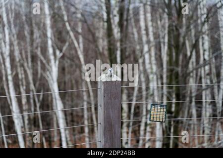 Ein Vogel mit einem Nuthatch thront auf einem Holzpfosten daneben Ein Vogelfutterhäuschen vor Birken Stockfoto