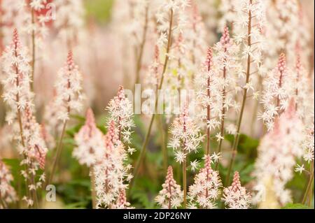 Tiarella ‘S„Zucker und Gewürz“, „Schaumblüten und Würze“, ‘SBlume Stockfoto