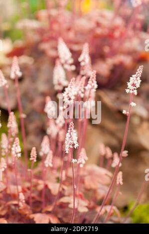 Heucherella ‘Brass Laterne', schaumig Glocken ‘Brass Laterne’ in Blume Stockfoto