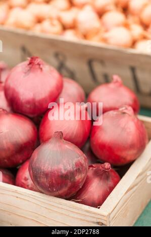 Zwiebel ‘Red Baron’, Allium cepa Stockfoto