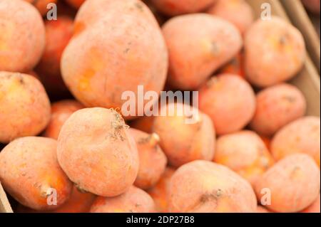 Rote Bete 'Burpees Golden', Beta vulgaris Stockfoto