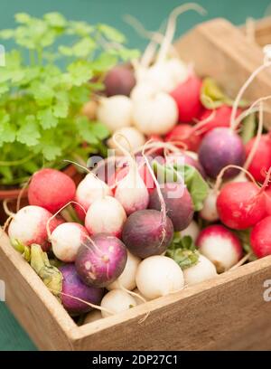 Anzeige von gemischten Radieschen Stockfoto