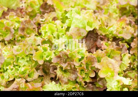 Salat, Lactuca sativa ‘Lollo Rosso’ Stockfoto