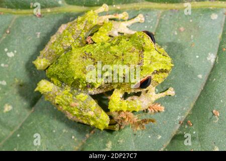 Porvenir Robber Frog (Pristimantis crucifer) on a branch in the understory of montane rainforest in the Los Cedros Reserve, western Ecuador Stockfoto
