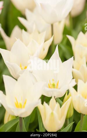 Tulipa 'Sapporo', Lilie blühende Tulpe, in Blüte Stockfoto