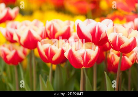 Tulipa 'Leen van der Mark', Triumph Tulpen, in Blüte Stockfoto