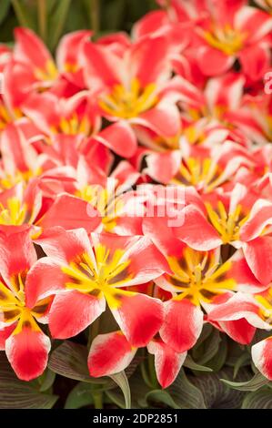 Tulipa 'Czaar Peter', Greigii Tulips, in flower Stock Photo