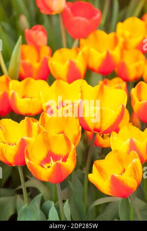 Tulipa ‘Flair’, einzelne frühe Tulpen, in Blüte Stockfoto
