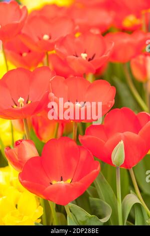 Tulipa ‘Oxford’, Darwin Tulpen, in Blüte Stockfoto