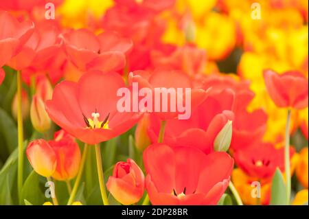 Tulipa ‘Oxford’, Darwin Tulpen, in Blüte Stockfoto