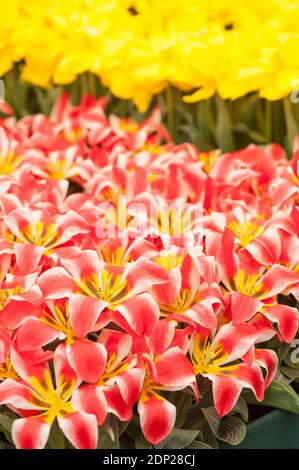 Tulipa 'Czaar Peter', Greigii Tulips, in flower Stock Photo