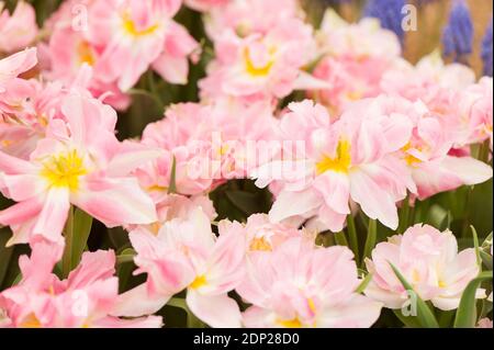 Tulipa ‘Pfirsichblüte’, Doppelte frühe Tulpen in Blüte Stockfoto