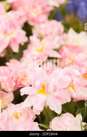 Tulipa ‘Pfirsichblüte’, Doppelte frühe Tulpen in Blüte Stockfoto