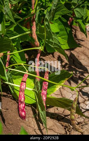 Biologischer Anbau von Borlotti Bohnen. Abruzzen, Italien, Europa Stockfoto