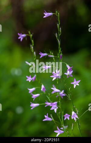 Campanula (Campanula rapunculus L) isoliert auf verschwommenem Hintergrund. Abruzzen, Italien, Europa Stockfoto