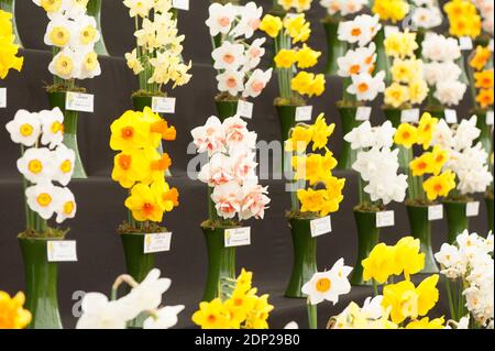 Ausstellung verschiedener Narzissen-Sorten auf der RHS Show 2014 in Cardiff Stockfoto