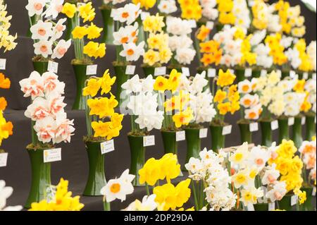 Ausstellung verschiedener Narzissen-Sorten auf der RHS Show 2014 in Cardiff Stockfoto