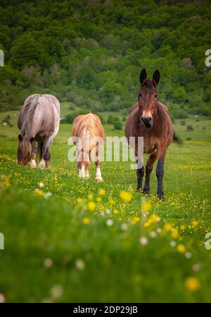 Zwei Pferde und ein Maultier grasen in einem Feld von gelben Blumen. Abruzzen, Italien, Europa Stockfoto