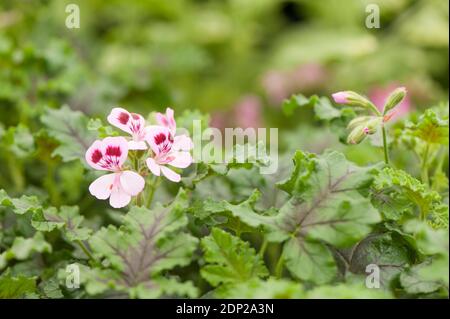 Pelargonium quercifolium, Oakleaf Geranium, in flower Stock Photo