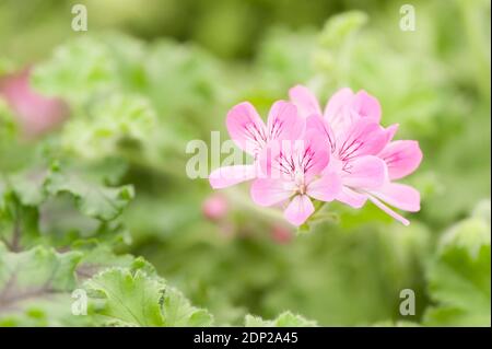 Pelargonium (Geranium) Rosa Capitatum, blühendig Stockfoto