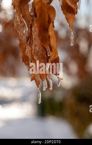 Nahaufnahme eines braunen weißen Eichenblatts (quercus alba), das an einem kalten Wintertag mit Eis bedeckt ist. Eiszapfen hängen an den Seiten des Blattes, wodurch sie entstehen Stockfoto