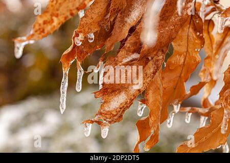 Nahaufnahme eines braunen weißen Eichenblatts (quercus alba), das an einem kalten Wintertag mit Eis bedeckt ist. Eiszapfen hängen an den Seiten des Blattes, wodurch sie entstehen Stockfoto