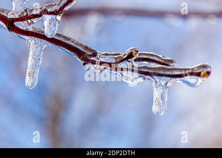 Nahaufnahme Makro-Bild von winzigen Ästen mit Wassereis und Eiszapfen, die von ihnen hängen bedeckt. Es ist ein sonniger Tag mit Licht reflektierend und Ref Stockfoto