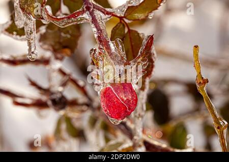 Nahaufnahme eines Makrobildes von japanischem blühenden Krabbelbaum (Malus Floribunda), der an einem sehr kalten Wintertag vollständig mit Eis bedeckt ist. Seine rote Wildfrucht Stockfoto