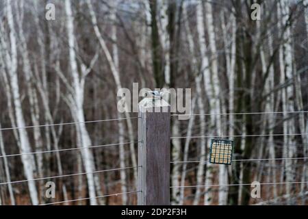 Ein Vogel mit einem Nuthatch thront auf einem Holzpfosten daneben Ein Vogelfutterhäuschen vor Birken Stockfoto