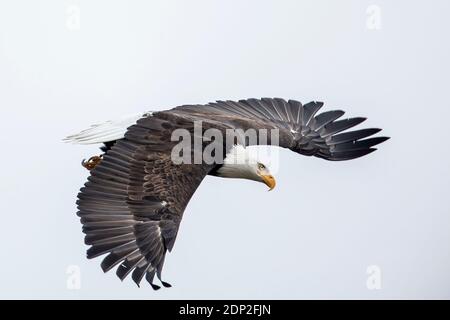 Ein Weißkopfseeadler, der im Himmel mit weit geöffneten Flügeln in Nord-Idaho aufsteigt. Stockfoto