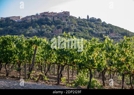 In Montalcino - Italien - am 2020. august - Weinberg In der toskanischen Landschaft Stockfoto