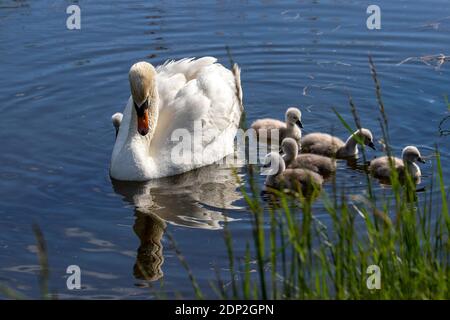 Ein paariges Paar Mute Swans (Cygnus olor) hütet ihre 4 Tage alten Cygnets entlang eines Fenland Deiches im Herzen von Cambridgeshire. Stockfoto