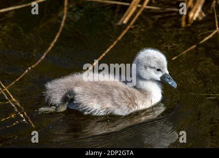 Ein paariges Paar Mute Swans (Cygnus olor) hütet ihre 4 Tage alten Cygnets entlang eines Fenland Deiches im Herzen von Cambridgeshire. Stockfoto