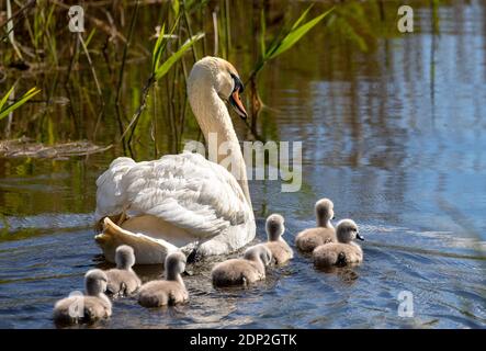 Ein paariges Paar Mute Swans (Cygnus olor) hütet ihre 4 Tage alten Cygnets entlang eines Fenland Deiches im Herzen von Cambridgeshire. Stockfoto